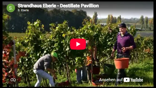 Destillate-Pavillion-Thumbnail